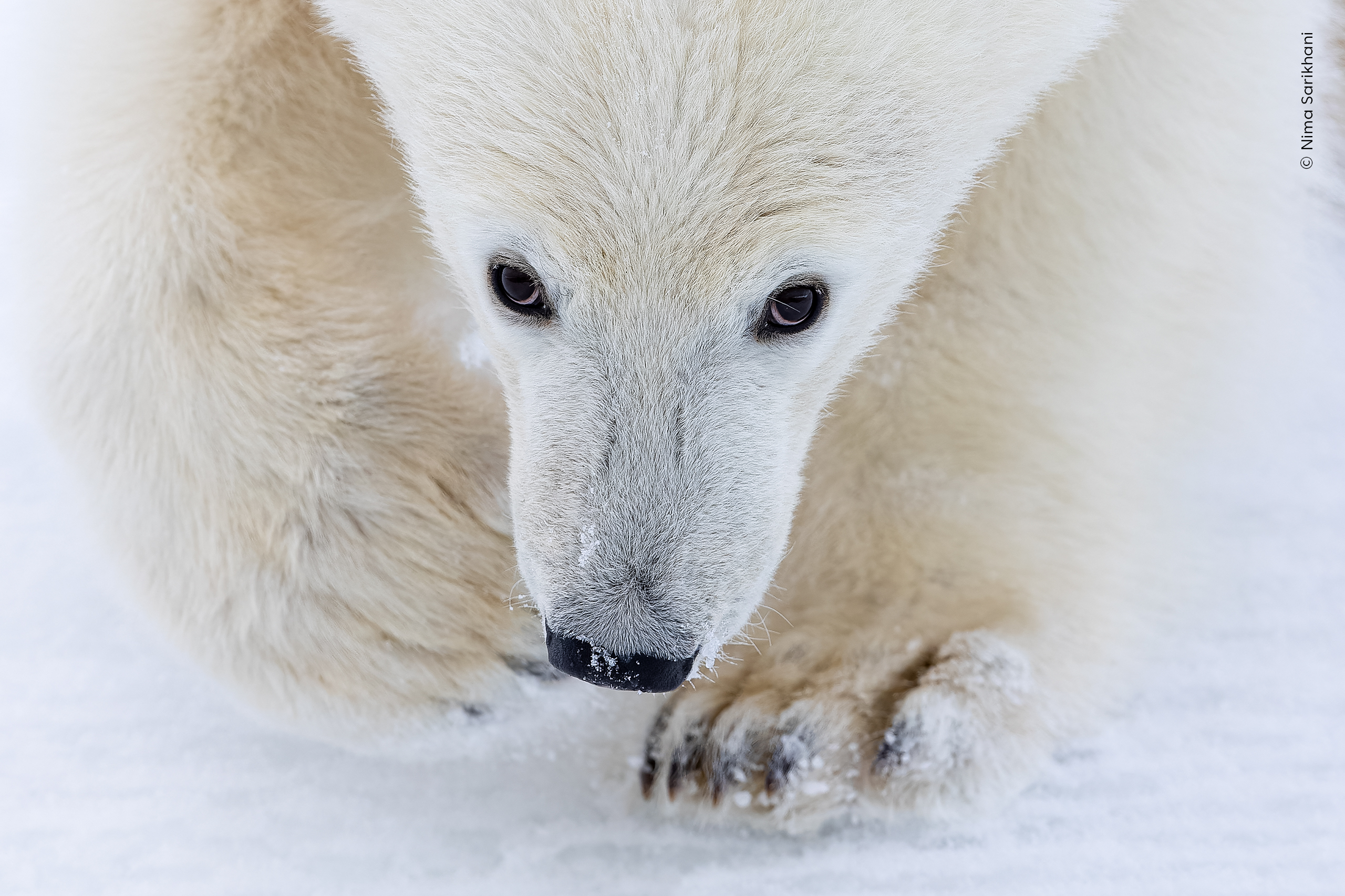 "The Final Portrait": A polar bear cub looks into the camera as it accompanies its mother on an unsuccessful hunting trip. It would be the last image of this individual before its untimely death.